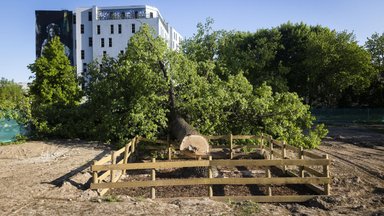 Leedus skandaali sattunud Eesti firma juht: seaduse järgi tohtisime tamme maha raiuda