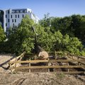 Leedus skandaali sattunud Eesti firma juht: seaduse järgi tohtisime tamme maha raiuda