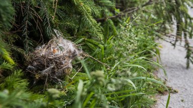Arborist: maikuus tehtavad talgupäevad ja rahvakogunemised on lindude pesitsusrahu huvides kõige halvem võimalik aeg