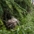 Arborist: maikuised talgupäevad ja rahvakogunemised on lindude pesitsusrahu mõttes kõige halvem võimalik aeg