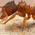 Uue antiviiruse loomisel võeti eeskuju sipelgapesast