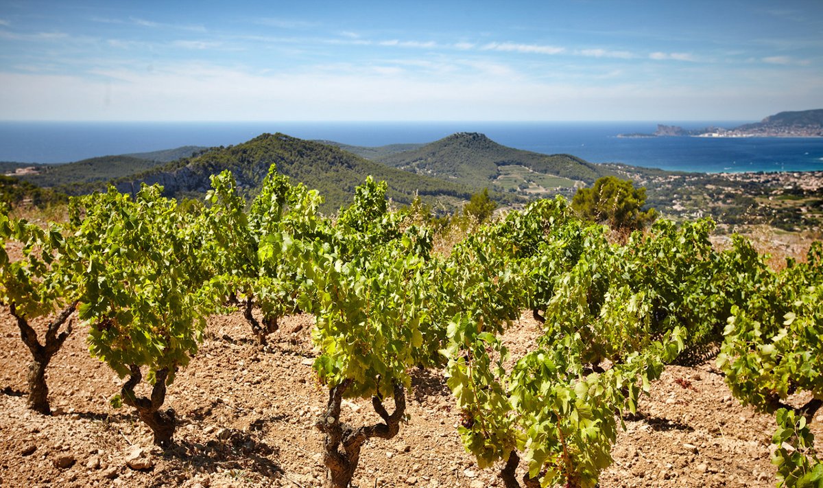 Côtes des Provance on piirkond Lõuna-Prantsusmaal, kus tänapäeval ka paljud staarid veini valmistavad. Veinid on alati kvaliteetsed, kahvatu roosaka värvusega ning kuivad. Foto: Serge Chapuis,
