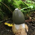 Galerii | Maalehe fotokonkursi „Näe, ma pildistasin seent!“ eriti eriskummalised seened
