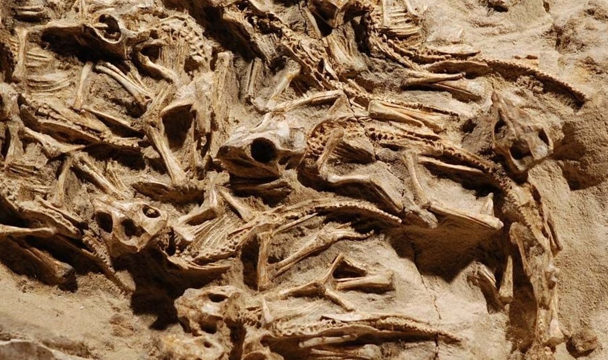 Kokku leiti pesast 15 erineva isendi skeletid. Foto: K. Tsogtbaatar