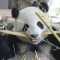 VIDEO | Erilised suursaadikud Hiinast? Panda-palavik Berliinis!