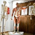 Kölni ülikooli keldrist leiti inimeste sadu kehaosasid