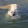 ФОТО и ВИДЕО: Каким мы запомним белого медведя Норда