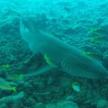 Руку пропавшего туриста с обручальным кольцом нашли в желудке акулы