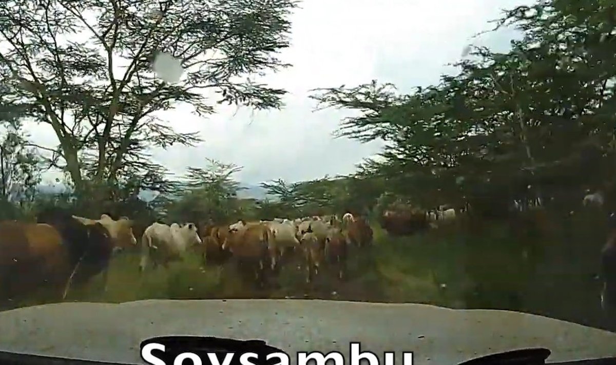 Lehmakari takistab Safari ralli 9. ja 12. katsel liiklemist.