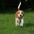 Koeratõug beagle | eestlased panid käpad kokku ja tegid beagle sõpradele uue ja põneva veebilehe