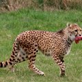 Tallinna Loomaaias saab vaadata loodusfilmi gepardist