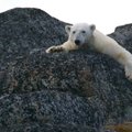 Nälginud jääkarud on sunnitud jahikombeid muutma: loomad tungivad asulatesse ja külvavad kohalike seas paanikat