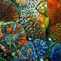 Korallid võivad anda tableti päikesepõletuse vastu