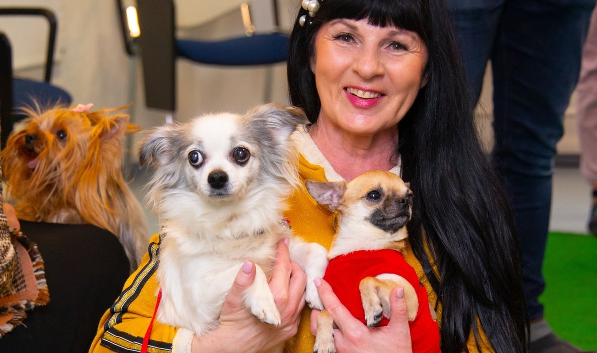 Krista Laanet Sillamäe kolooniast päästetud chihuahuadega