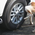 Ebameeldiv harjumus: miks koer autoratastele pissib?