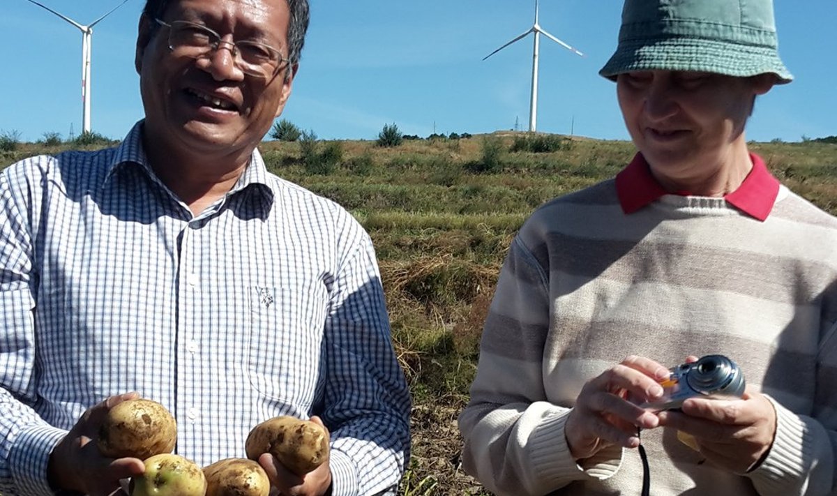 Hiina tuntud kartuliteadlane professor Meng Lingwen ja ETKi teadlane Katrin Kotkas uurivad kartulisorte Liaoningi provintsi põldudel.