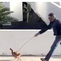 Hispaania politsei karistab tänaval kana jalutanud meest