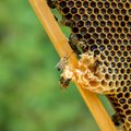 Vabaerakonna arvates on Eesti mesilased väärt oma seadust