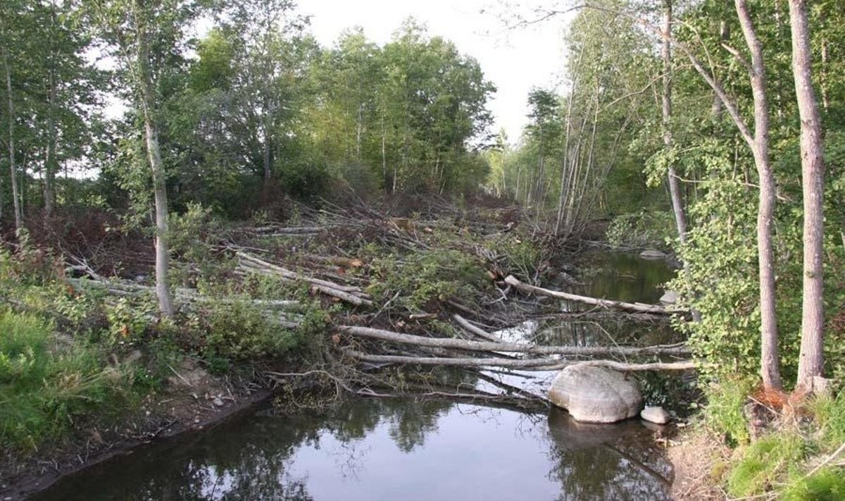Puhastustööde eesmärk on parandada Esna jõe ökoloogilist kvaliteeti. Foto: Erko Einmann