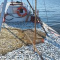 Ladudesse koguneb 35 000 tonni müümata kala