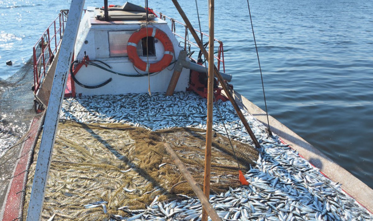 Suure saagi üle rõõmustamise asemel iseloomustab praegust Eesti kalandust kurtmine selle üle, et püütut pole kellelegi müüa. 