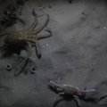 VIDEO: Kui agressiivne kaheksajalg ründab krabi, kes siis lõpuks peale jääb?