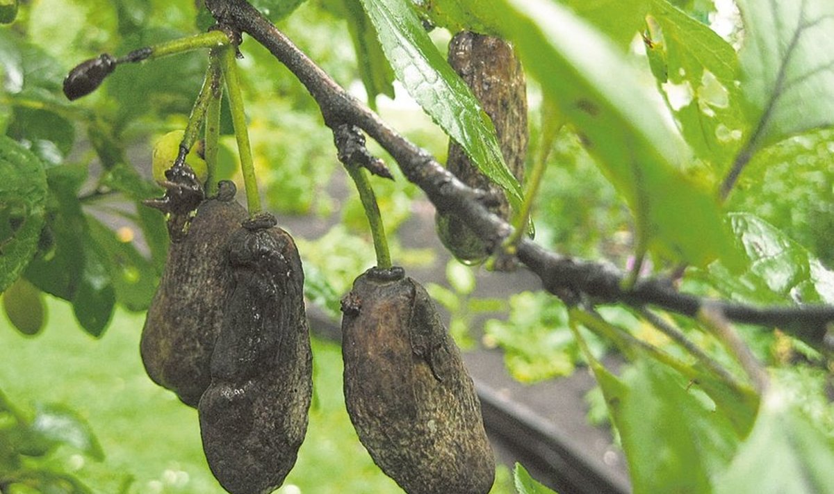 Ploomipuu viljade moondumist põhjustab seenhaigus – ploomi kott-tõbi.