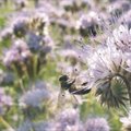 Saaremaa mesilasi rapsi pritsimine ei häiri