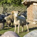 ФОТО и ВИДЕО: Кихнуские овцы из Таллиннского зоопарка обзавелись новыми прическами