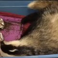 VIDEO | Häädemeestelt leitud, kummaliselt käituv ja valudes mäger on loomaarstide hoole all