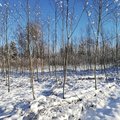 Saabuva aasta esimene metsatoetuste voor tuleb juba veebruaris