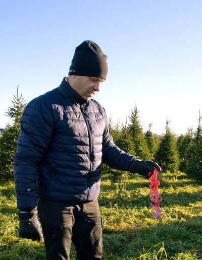 Taavi Tõntsi käes olev punane plastmassist kamm aitab oksi kokku hoides võrasse tekkinud tühimikku kaotada. 