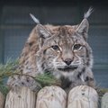 VIDEOD JA FOTOD | Mõnus pensionipõli Tallinna loomaaias: mugav elu paneb loomad vanuserekordeid püstitama