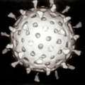 Viirusi hävitav valk tõotab uudseid vaktsiine ja vähiravimeid