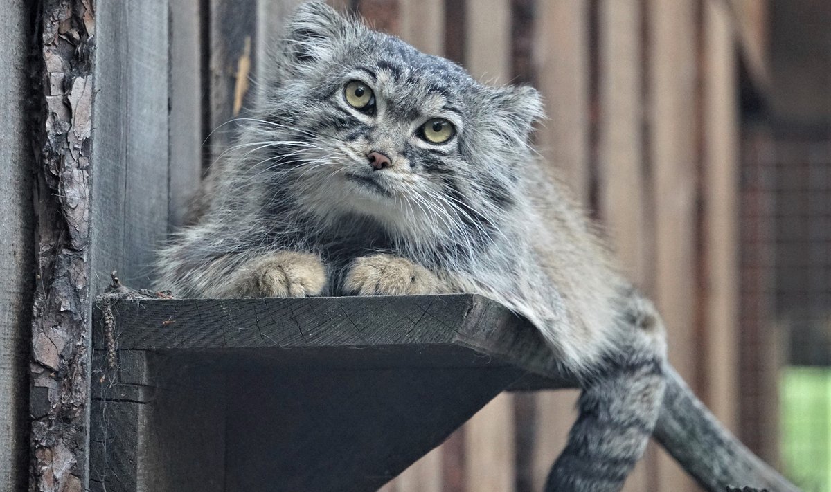 Manul Mars Tallinna loomaaias