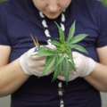 Профсоюз полицейских в Германии предлагает полностью легализовать марихуану