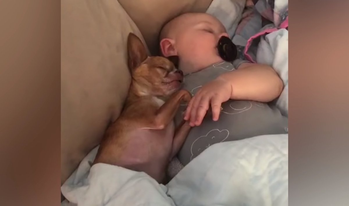 Chihuahua ja beebi