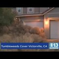 VIDEO | Põhk ründab! California linn mattus kõrbepallide alla
