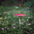 Galerii | Maalehe fotokonkursi „Näe, ma pildistasin seent!“ kaunid kärbseseened