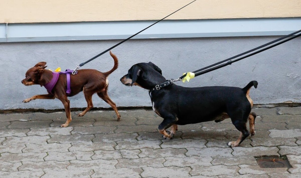 Tänavu juunis peetud Käpakäigu solidaarsusmarss keskendus just kollast linti kandvatele koertele