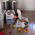 Naljakas VIDEO | Vaata, mida mõtleb välja papagoi, kes üksinda koju jäetakse