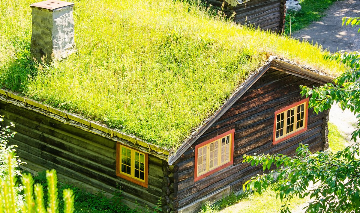 Norras on haljastatud katusega talumajad väga populaarsed.