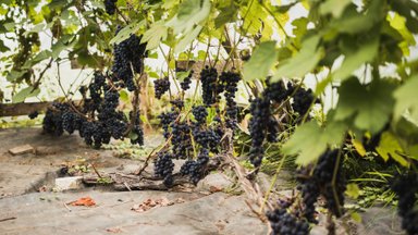 Viinamarju on üllatavalt lihtne kasvatada, kui järgid neid põhitõdesid