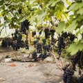 Viinamarju on üllatavalt lihtne kasvatada, kui järgid neid põhitõdesid