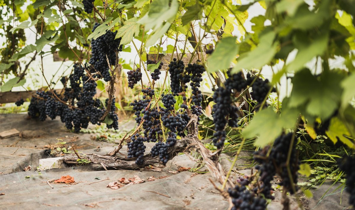 Järiste veinitalu kasvuhoones kasvavad viinamarjad.