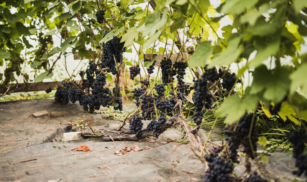 Viinamarjad Järiste veinitalus, peremees Martin Sööt ütleb, et õunapuud on palju keerulisem õigesti lõigata kui viinapuud.