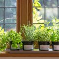 Seitse maitsetaime, mida saab ka korteri aknalaual kasvatada