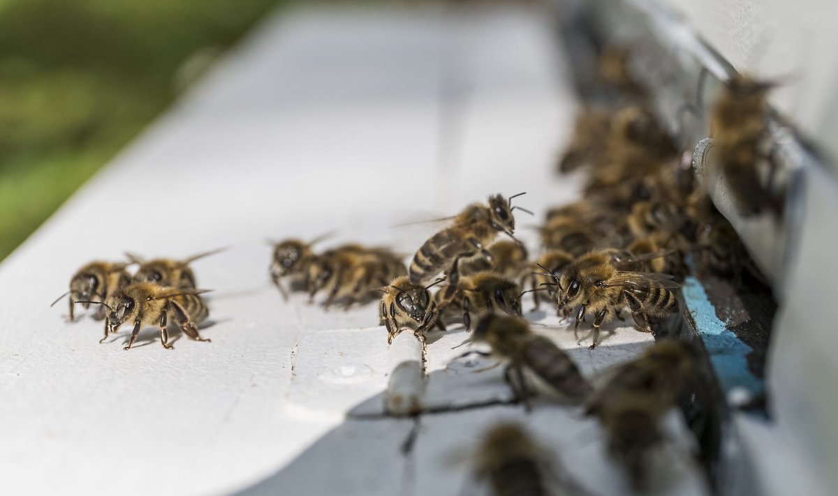 Linna mesilastarude eesmärk on suurendada linlaste keskkonnateadlikkust ja näidata, et linnamesilaste mesi ei jää maapiirkondadele kuidagiviisi alla.