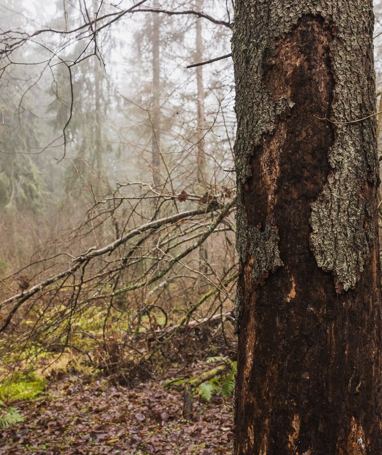 Üraski kahjustused Munamäel 11.11.22