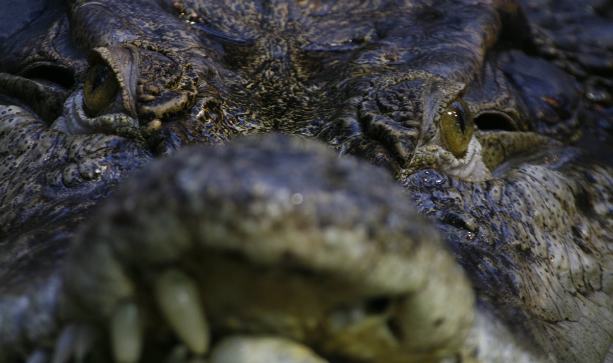 Krokodill Tallinna loomaaias